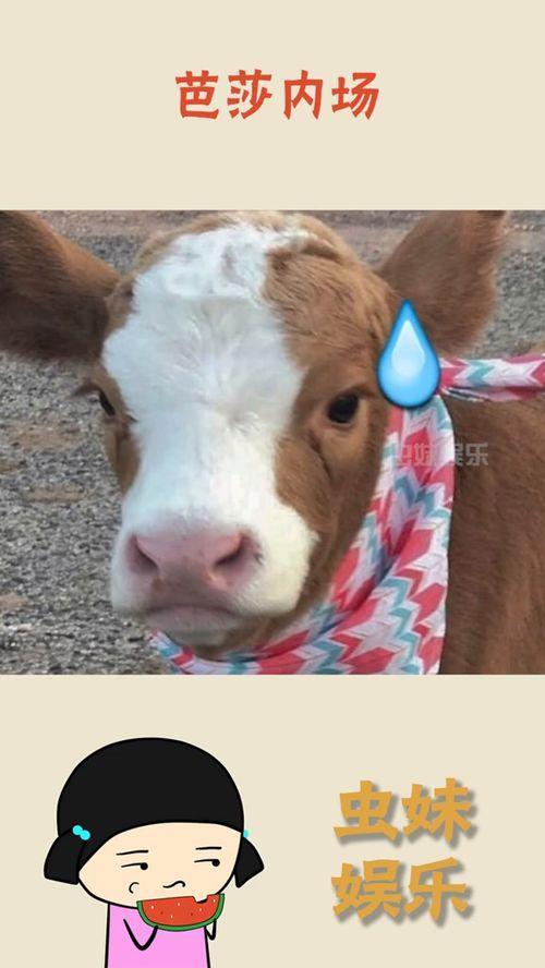 娱乐吃瓜酱小猫刀