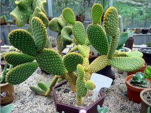 仙人掌吃瓜娱乐,仙人掌与瓜果的奇幻娱乐之旅