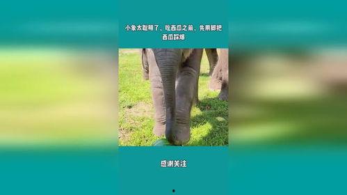 娱乐吃瓜小象是谁啊