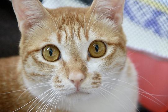 八卦肚的猫,揭秘神秘生物的神奇之处